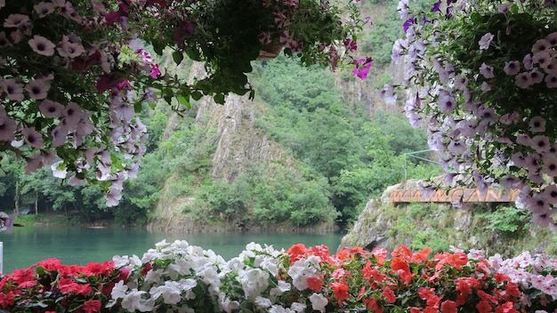 Foto fiori che fioriscono vicino al lago