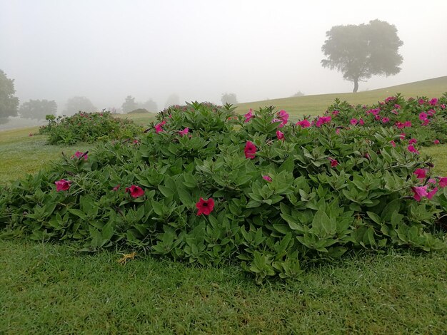 Foto fiori che fioriscono sul campo contro un cielo limpido