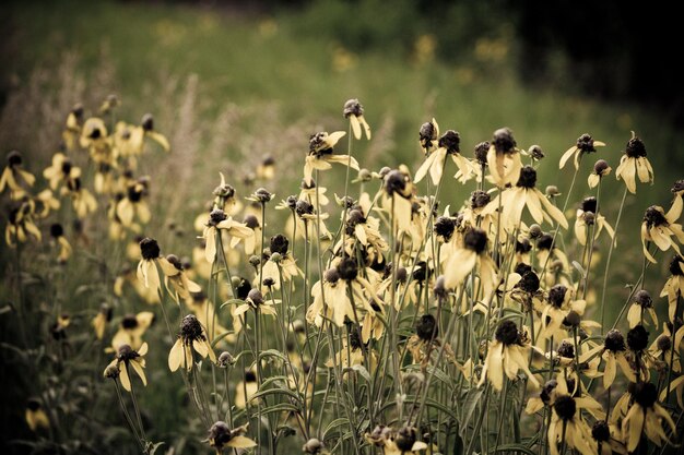 Photo flowers blooming on field