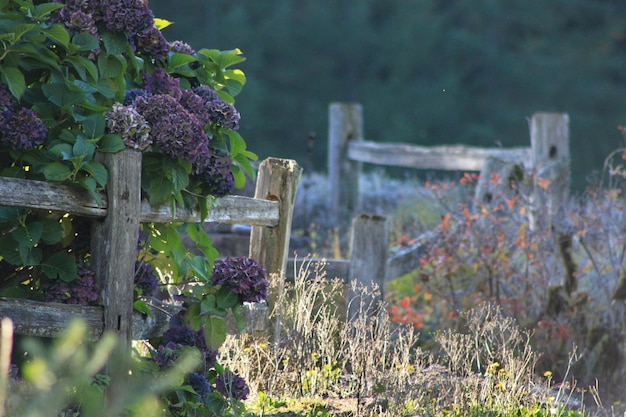 Foto i fiori che fioriscono sul campo