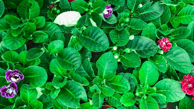 Flowers blooming in the garden in the morning