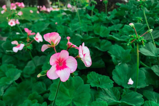 Flowers blooming in the garden in the morning