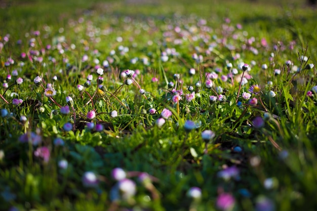 Flowers blooming on grassy field at lawn
