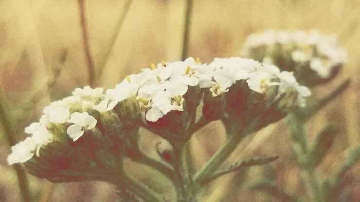 Photo 草原でく花