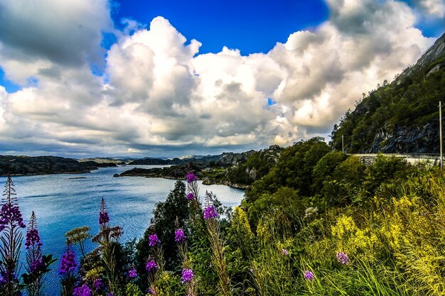 写真 雲の空を背景に花がいています