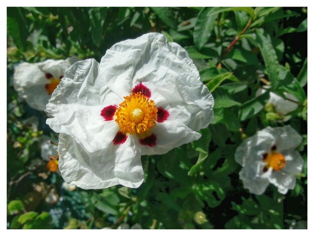 Flowers blooming outdoors