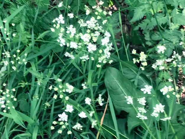 Flowers blooming outdoors