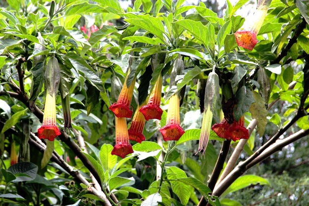 Flowers blooming outdoors