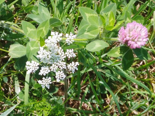 Flowers blooming outdoors