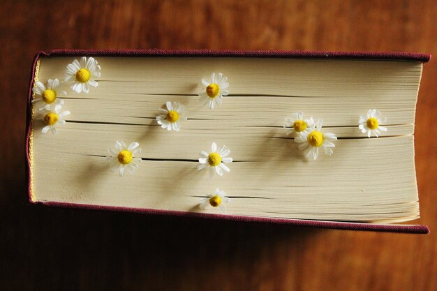 Photo flowers blooming between the pages of a book