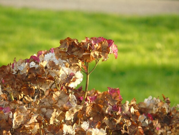 Flowers blooming in park