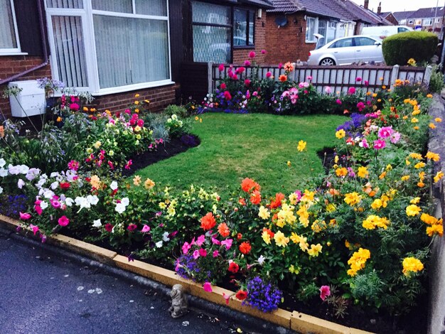 Flowers blooming in park