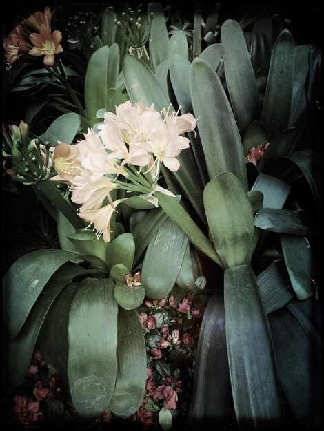 Foto fiori che fioriscono nel parco