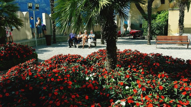 Photo flowers blooming in park