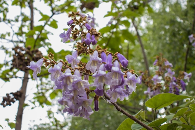 Flowers of a blooming paulownia tree closeup