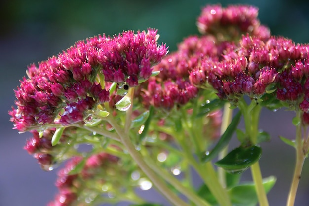 Foto fiori che fioriscono sulla pianta