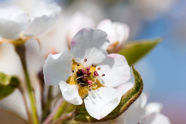 Flowers and blossom in spring