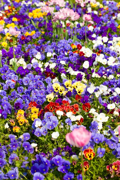 Flowers and blossom in spring