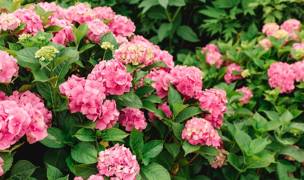 Flowers blossom on sunny day. Flowering hortensia plant. Pink Hydrangea macrophylla blooming in spring and summer in a garden.