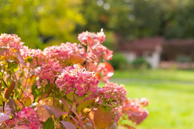 Flowers blossom on sunny day.