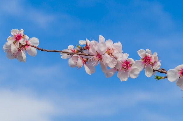 Flowers of blossoming almond plant in early spring.