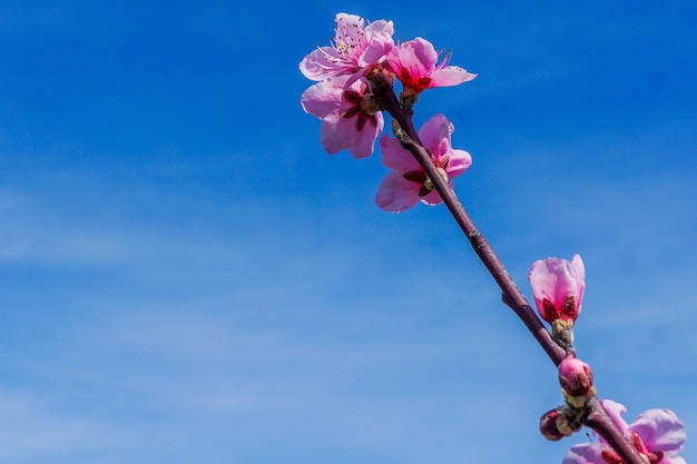 Flowers of blossoming almond plant in early spring