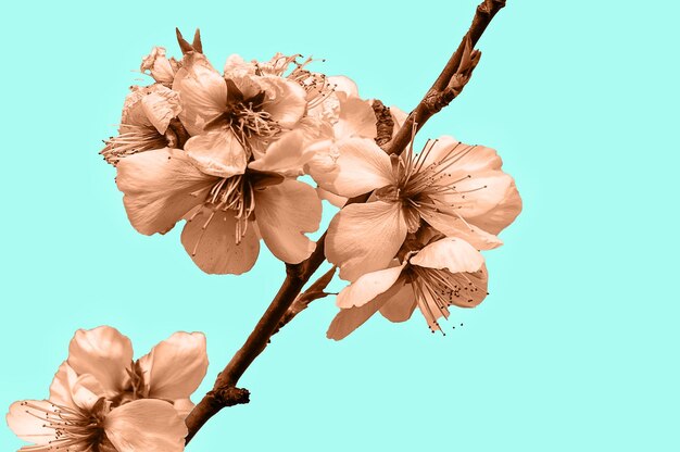 flowers of blossoming almond plant toned into peach fuzz color trendy color of 2024 year