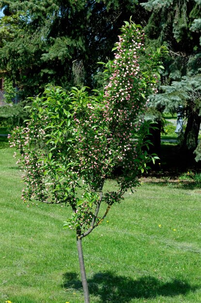 flowers of blossoming decorative cherry on a spring day