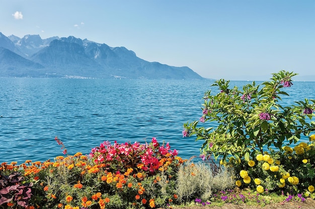 Flowers blossoming in the embankment of Geneva Lake in Montreux, Vaud canton, Switzerland