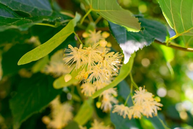 Flowers of a blossoming linden tree used for making medicinal tea natural background closeup