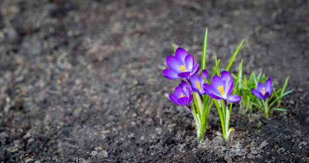 ライラックと紫の色のクローズアップの春のクロッカスに咲く花