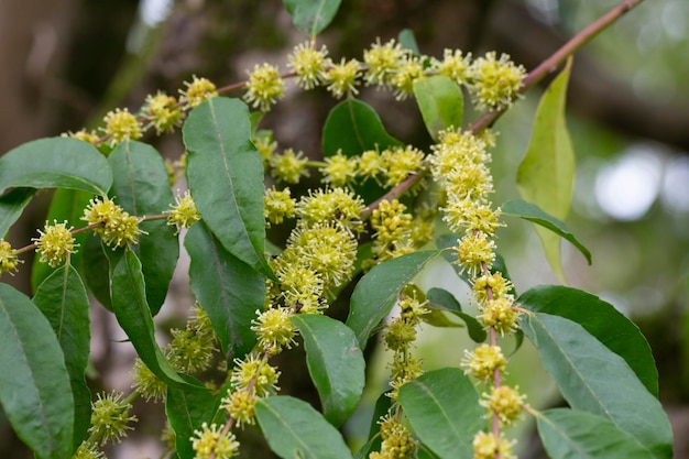 Flowers blossoming tree linden tree spring