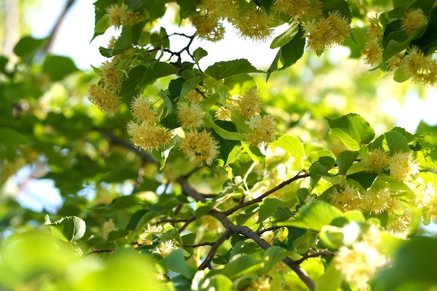 Fiori in legno di tiglio albero in fiore utilizzato per la preparazione del tè curativo sfondo naturale