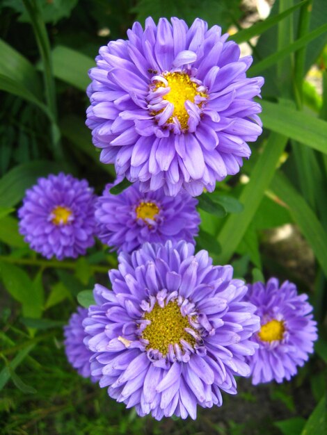 青い美しいアスターの花