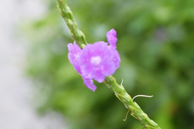 flowers of blue porterweed or nettle leaf velvet barry