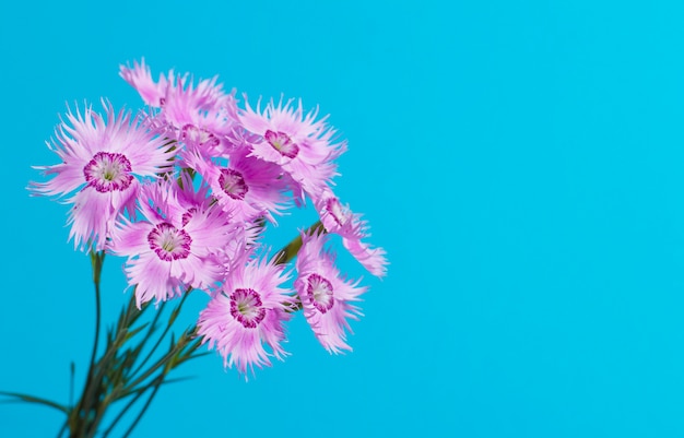 Flowers on blue 