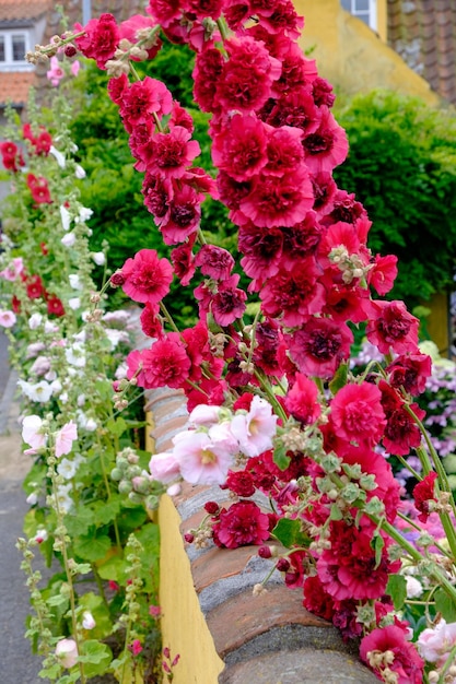 Flowers on Bornholm island