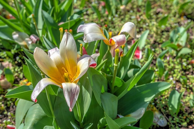 Flowers in the Botanical Garden of Odessa Ukraine