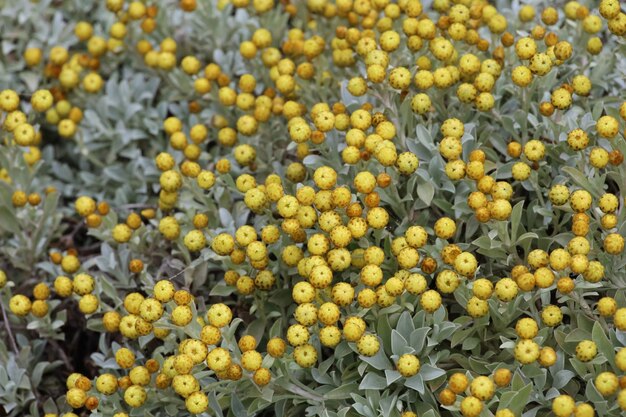 植物園の花