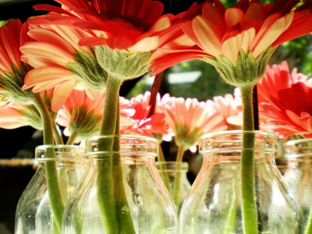 Foto fiori in bottiglia