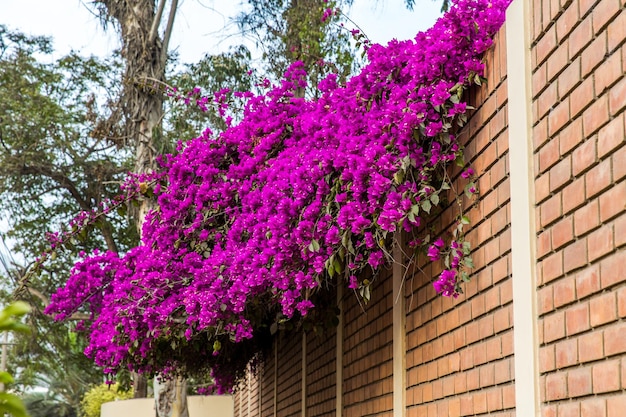 Flowers bougainvillea in Lima PeruSouth America