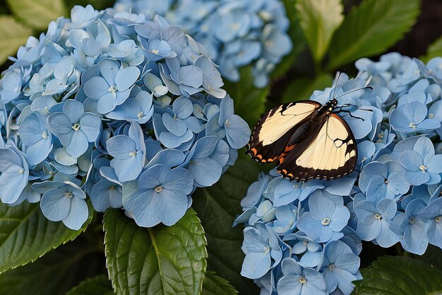 Flowers in a bouquet blue hydrangeas and butterfly