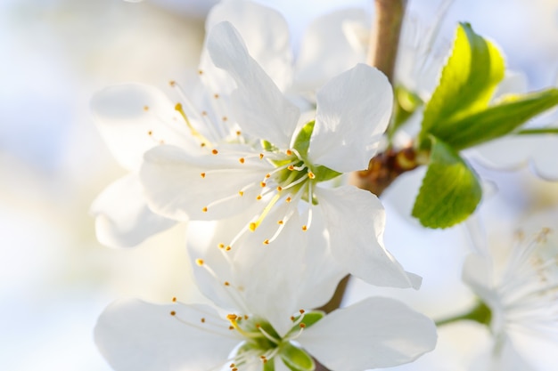 Flowers on a branch of fruit tree.