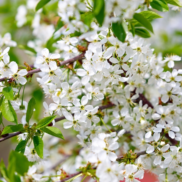 Flowers on a branch of fruit tree