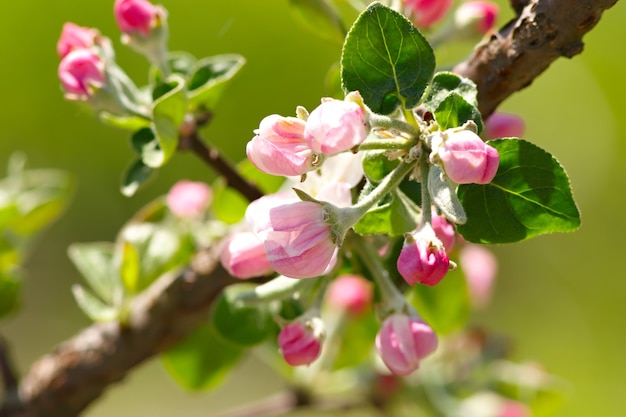 Flowers on a branch of fruit tree.