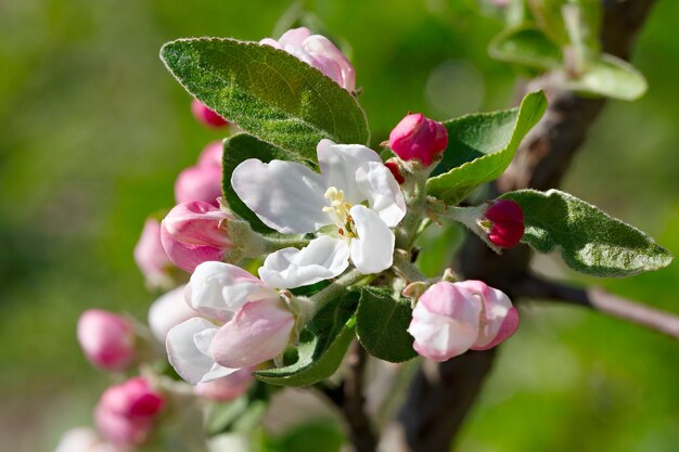 Flowers on a branch of fruit tree.