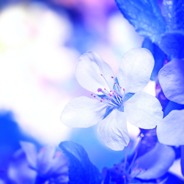 Flowers on a branch of fruit tree.