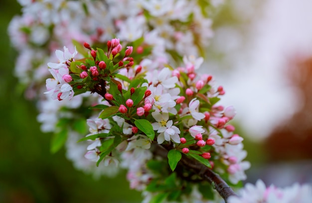 Flowers on a branch in the spring, apple tree.