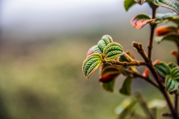 Flowers of brazilian altitude