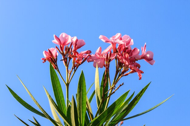 ぼんやりした空の背景に花